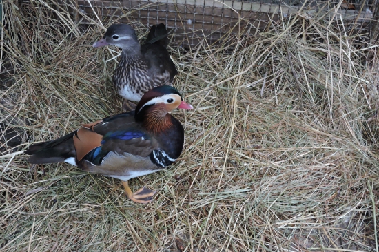 Kachnička Mandarinská