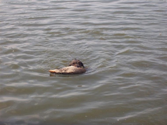 NESKUTOČNÉ JEZEVČÍK APORTUJE KACHNU