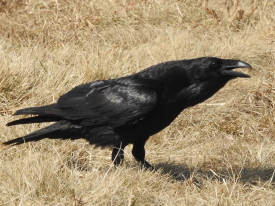 Krkavec velký Corvus corax
