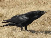 Krkavec velký Corvus corax