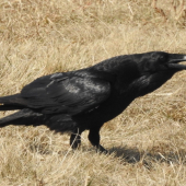 Krkavec velký Corvus corax