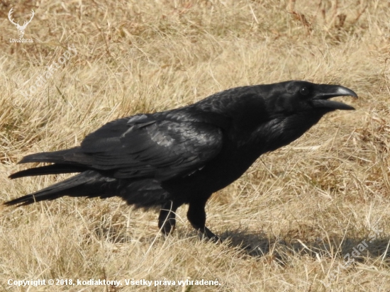 Krkavec velký Corvus corax