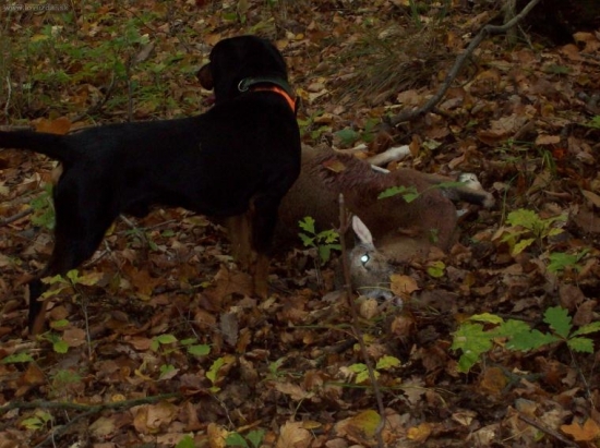 uspěšná dohledávka