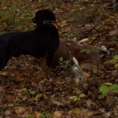 uspěšná dohledávka