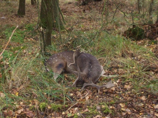 odešel do věčných lovišt