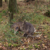 odešel do věčných lovišt