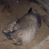 po první noci ,,,spokojená