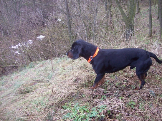 jen dát povel a prasátka těšte se