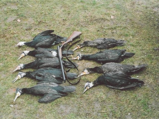 postrach rybářů - úlovek jednoho dne