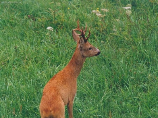 osmerák