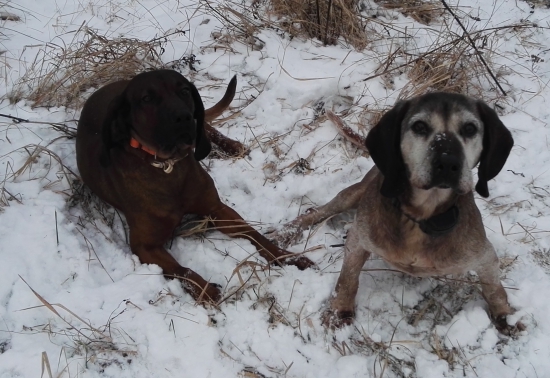 Dôstojnosť a temperament