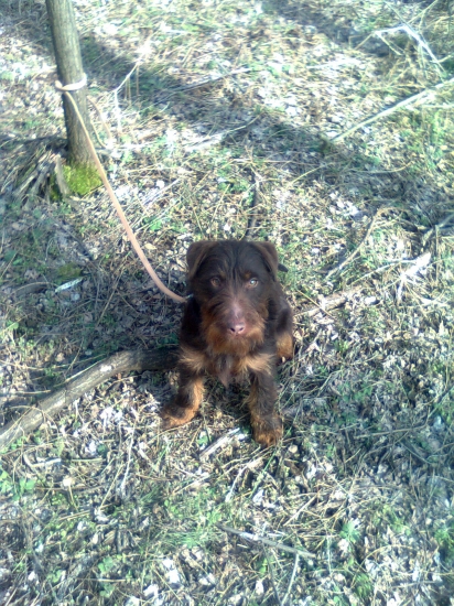 Dajka od Filovho duba