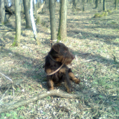 dajka