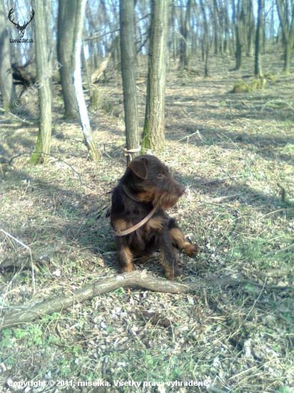 dajka