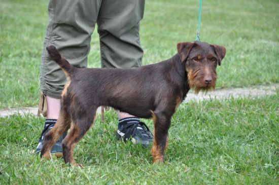 Daja od Filovho duba