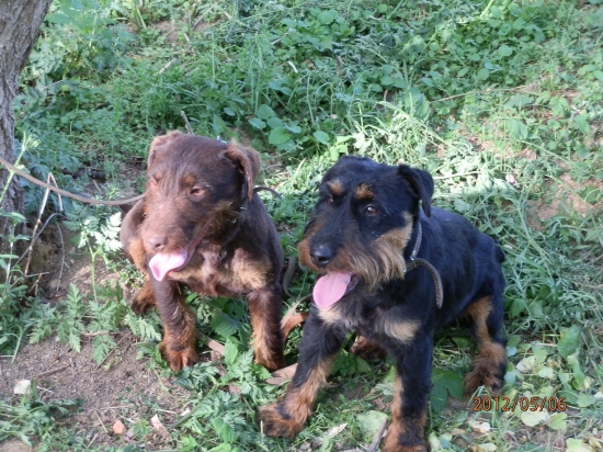 Daja a Dona od Filovho duba