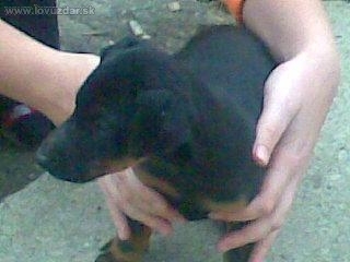 Cedra od Filovho duba