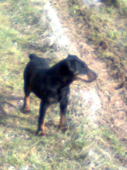 ajda od filovho duba