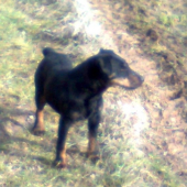 ajda od filovho duba