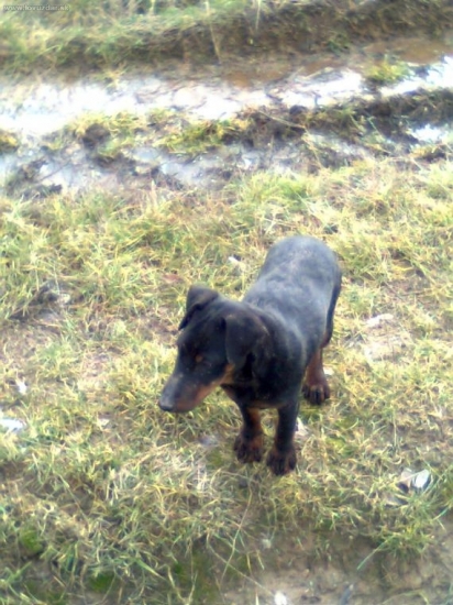 cedra od filovho duba