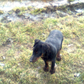 cedra od filovho duba