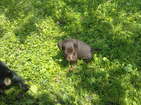 dajka od filovho duba