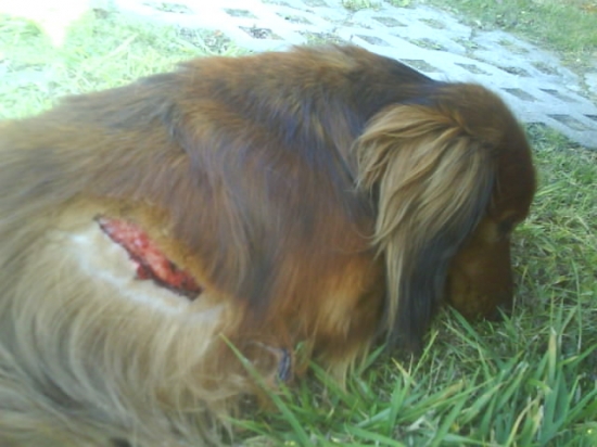 jazvečík napadnutý diviakom