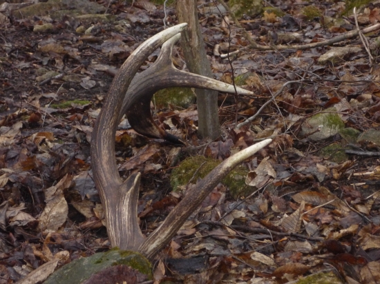 Splnený sen ,,štrnástorak..