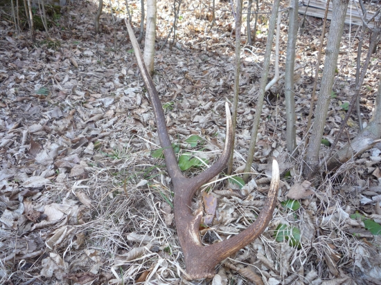 Dobre sa skrýval počas lovu :)