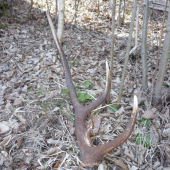 Dobre sa skrýval počas lovu :)