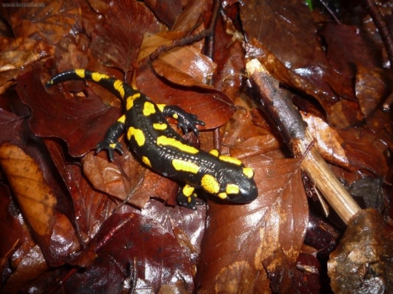 salamandra