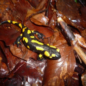 salamandra
