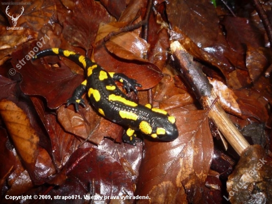 salamandra