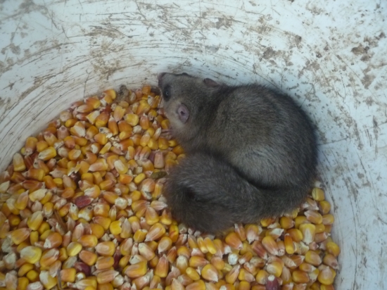 aky to je plch ?????