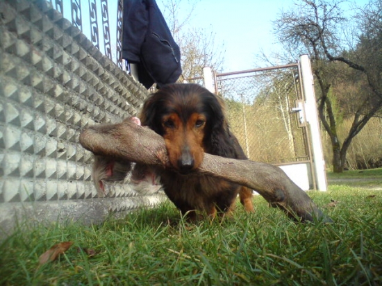 jazvečík s odmenou ...