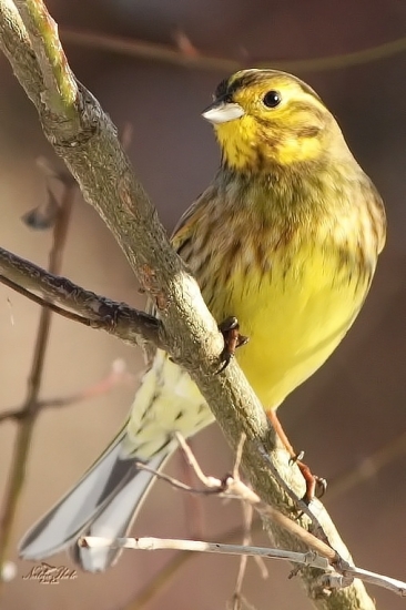 Strnádka obyčajná