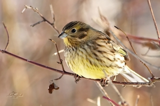 Strnádka obyčajná