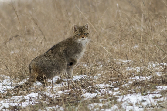 Mačka divá (Felis silvestris)