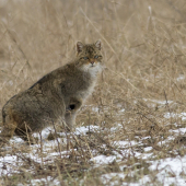 Mačka divá (Felis silvestris)