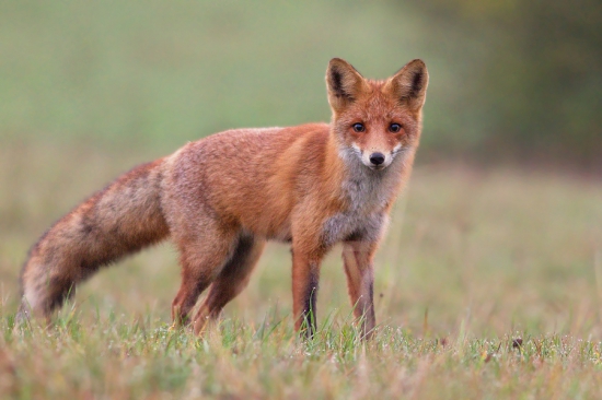 Vulpes vulpes