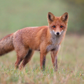Vulpes vulpes