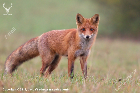 Vulpes vulpes