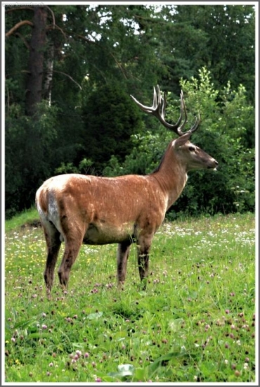 Jeleň