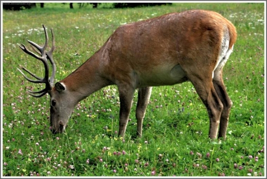 Jeleň
