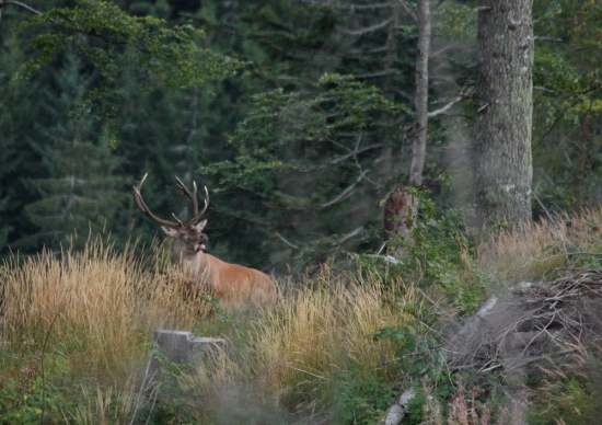 s vyplazeným jazykom