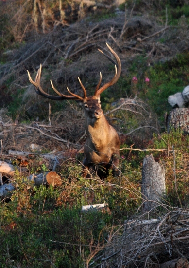 v prvých ranných lúčoch