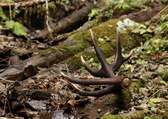 zabudnutý zhodík 3,8kg