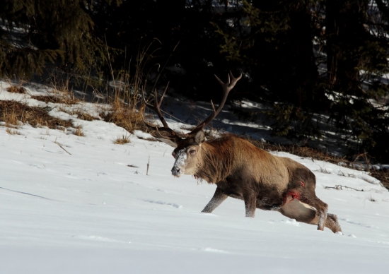 po útoku vlčej svorky
