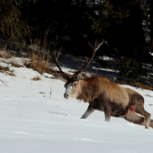po útoku vlčej svorky