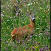 srnec z vysokých hôr
